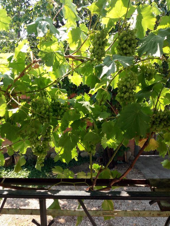 Green House Kachretʼi Zewnętrze zdjęcie