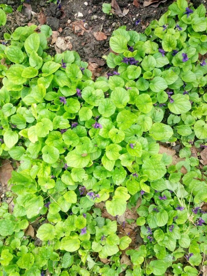 Green House Kachretʼi Zewnętrze zdjęcie